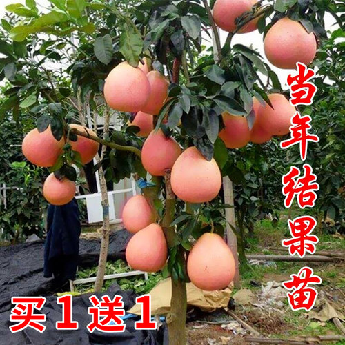 正宗柚子树红心蜜地栽当年结果