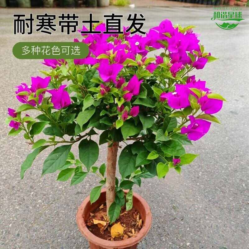 三角梅花树苗盆栽带花老桩特大苗漳红樱室内阳台高端爬藤四季开花图片