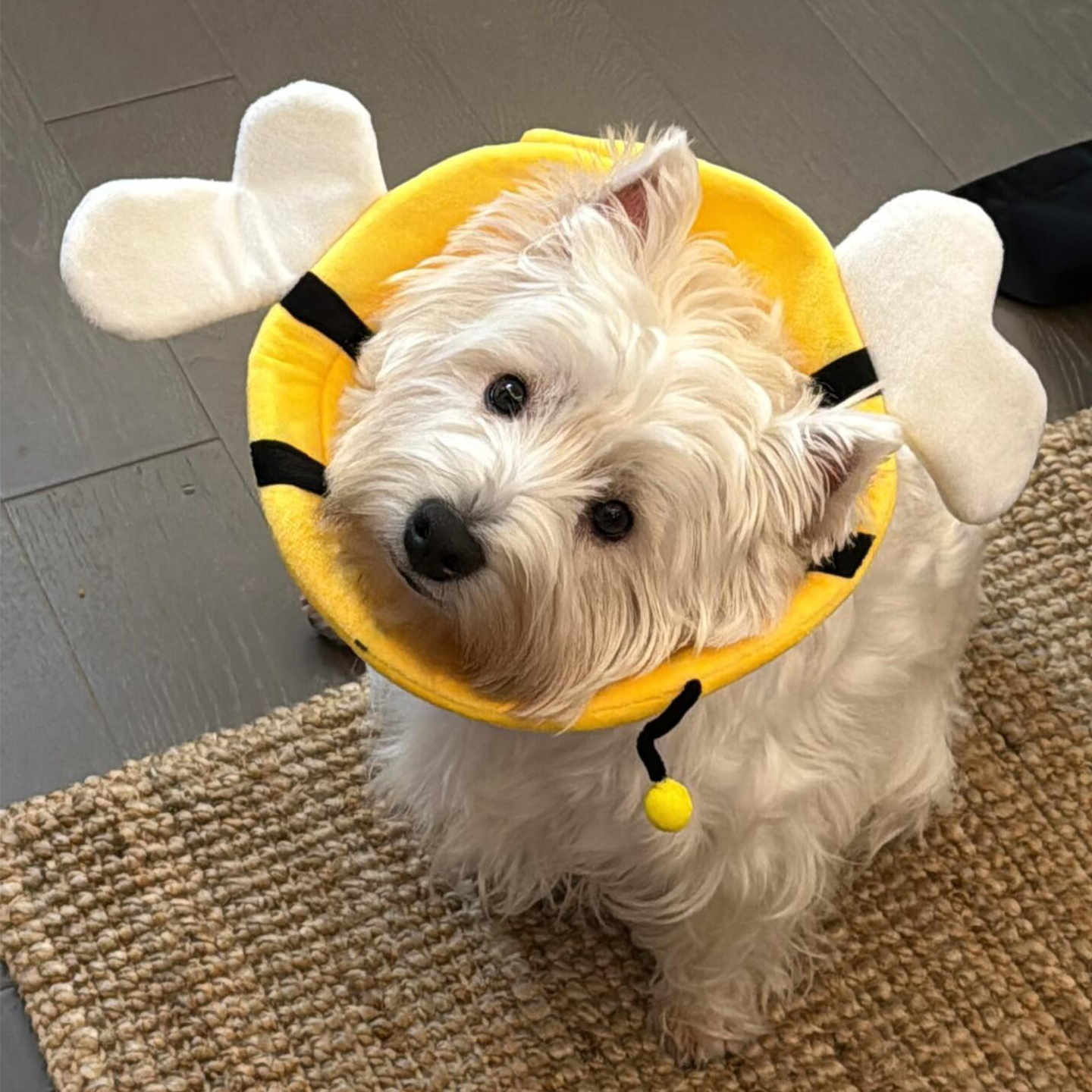 超好用的绝育项圈舒适不勒不掉