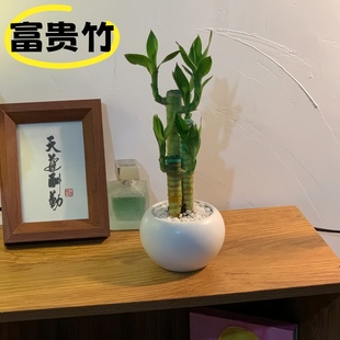 富贵竹粗杆带根室内植物节节高桌面绿植好养来财花卉客厅招财盆栽