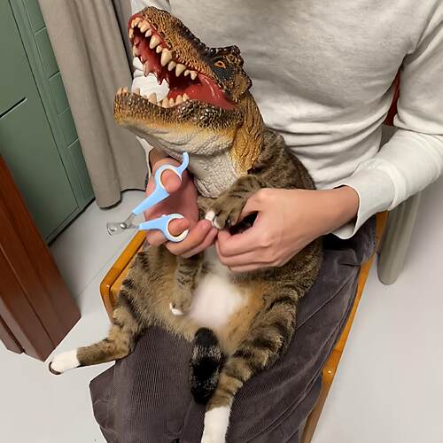 给猫戴好头罩霸王龙猫咪防咬头套