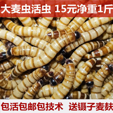 大麦虫活虫500g鲜活面包虫黄粉虫金龙鱼饲料活体八哥画眉鸟食虫子