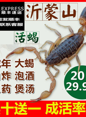 蝎子活体正宗沂蒙野性十足全蝎活蝎子煲汤入药油炸泡酒食用药用