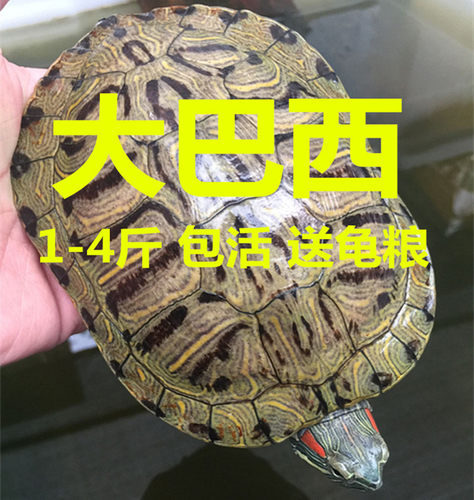 巴西龟活物 大型乌龟 长寿龟宠物龟黄金龟 吃菜萌龟包邮