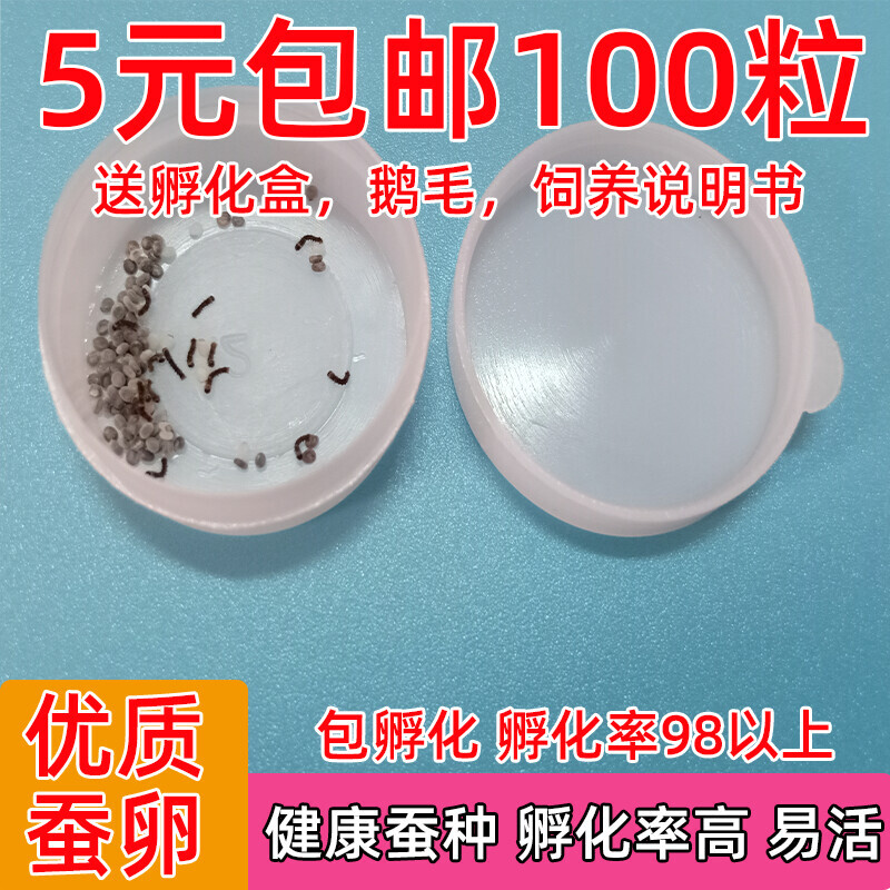 蚕宝宝卵套装蚕籽蚕卵学生养蚕科学实验天然彩色蚕金丝蚕桑叶新鲜图片