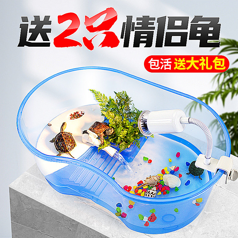 小乌龟活物中华草龟巴西龟珍珠幼龟网红观赏花龟苗耐活体好养一对