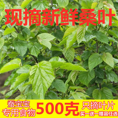 新鲜桑叶小蚕嫩桑叶蚕宝宝饲料桑叶新鲜树苗桑叶叶大农家自种蚕桑