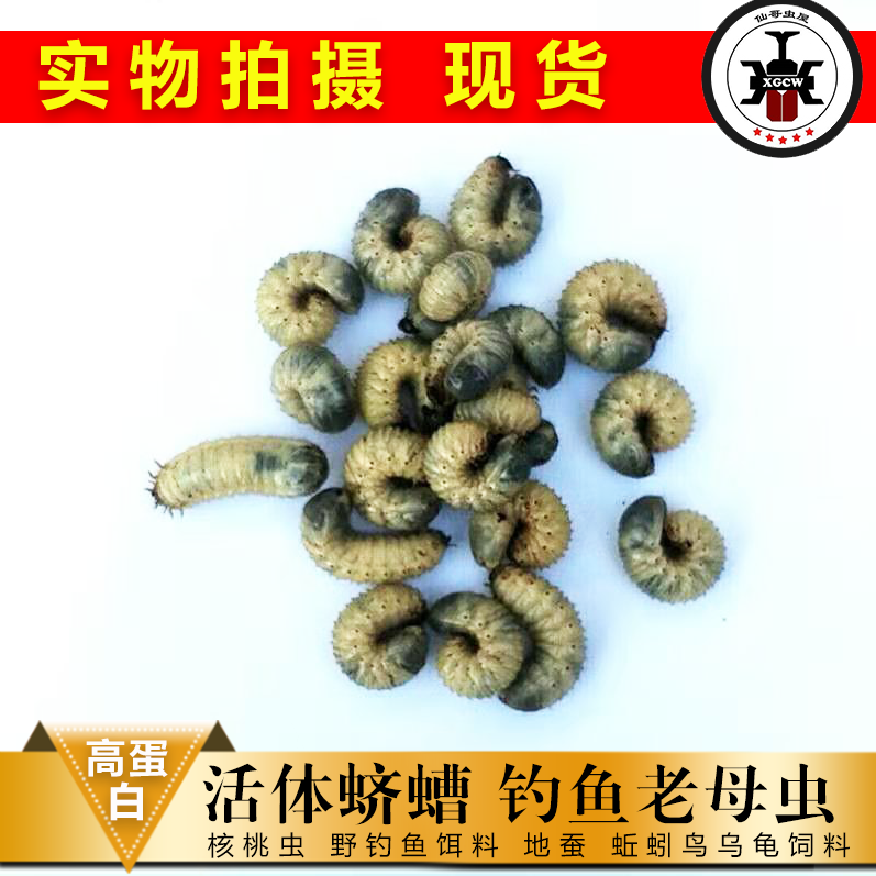 新品钓鱼鱼饵黑坑野钓野战活虫饵活饵/谷麦饵等饵料