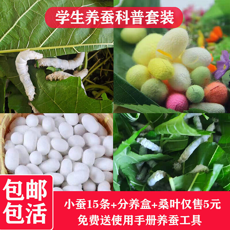蚕宝宝活物1龄234龄小蚕七彩蚕卵幼蚕活体学生养蚕套装送新鲜桑叶