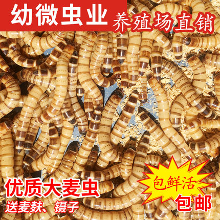 大麦虫活虫500g鲜活面包虫黄粉虫金龙鱼饲料活体八哥画眉鸟食虫子