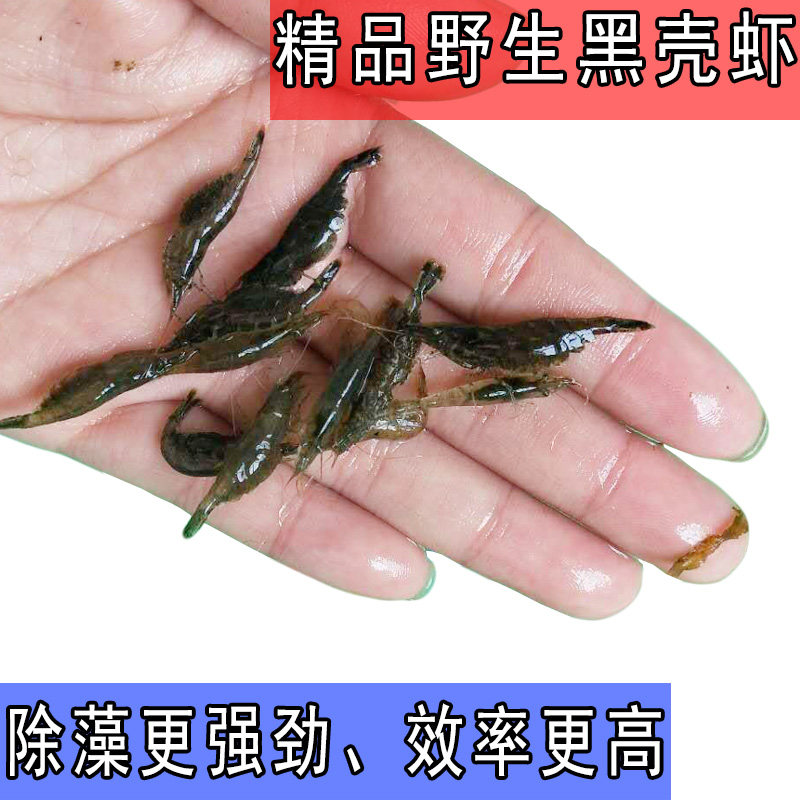 黑壳虾水草除藻工具虾草缸清洁虾饲料淡水活体观赏虾长臂河虾包邮
