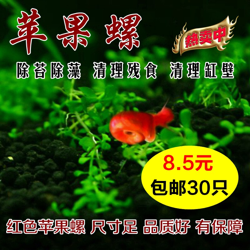 苹果螺观赏螺鱼缸清洁除藻螺草缸螺