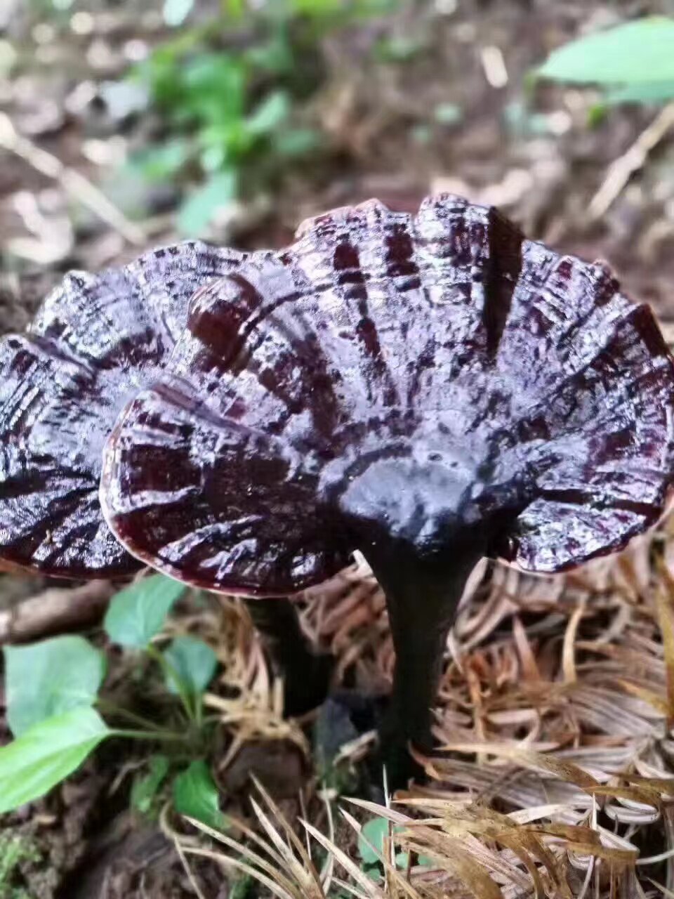 中药材特级野生赤灵芝血灵芝紫灵芝黑林芝整枝切片泡酒煲汤泡茶礼