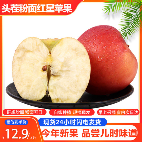 山东粉面沙甜红星苹果现摘现发鲜