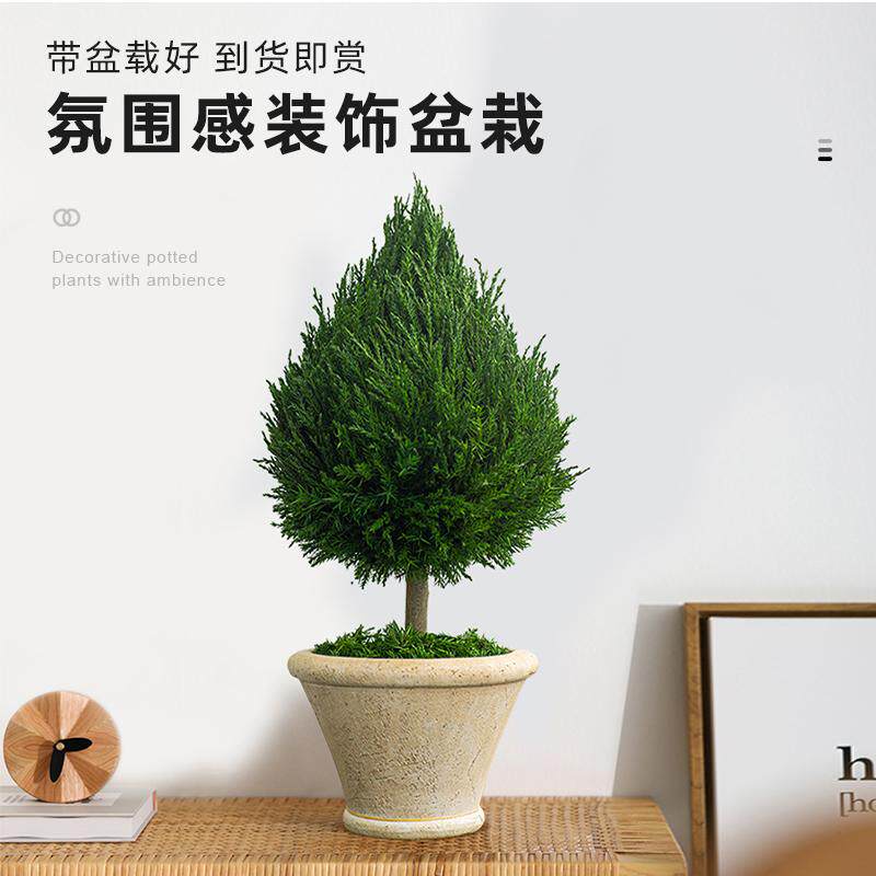 四季常绿室内盆景客厅旺宅绿植办公室桌面好养活花卉盆栽落地植物