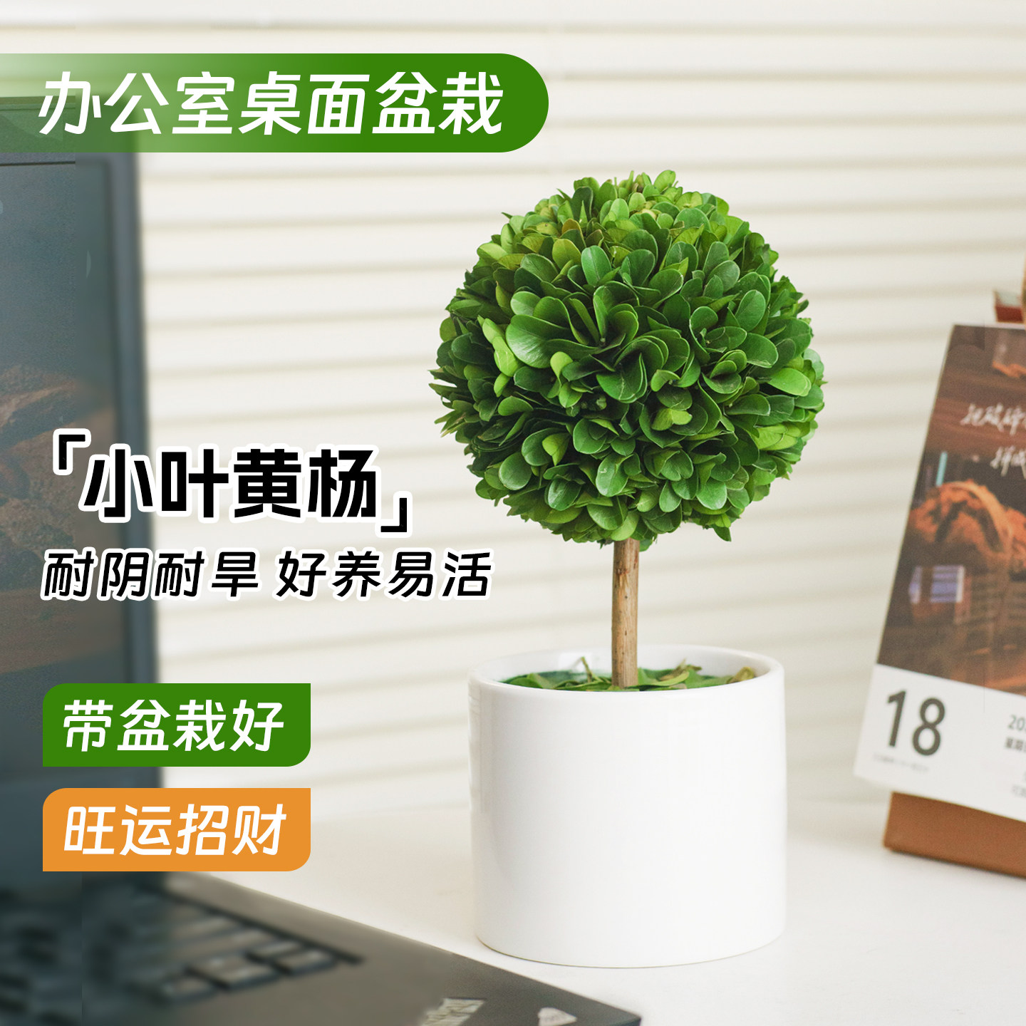 办公室桌面植物好养易活绿植摆件小叶黄杨客厅真花束摆设标本装饰