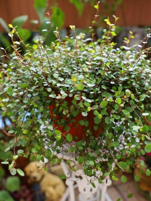 千叶婚纱吊兰油画牡丹常春藤花叶络石紫露绿植室内绿植四季常青