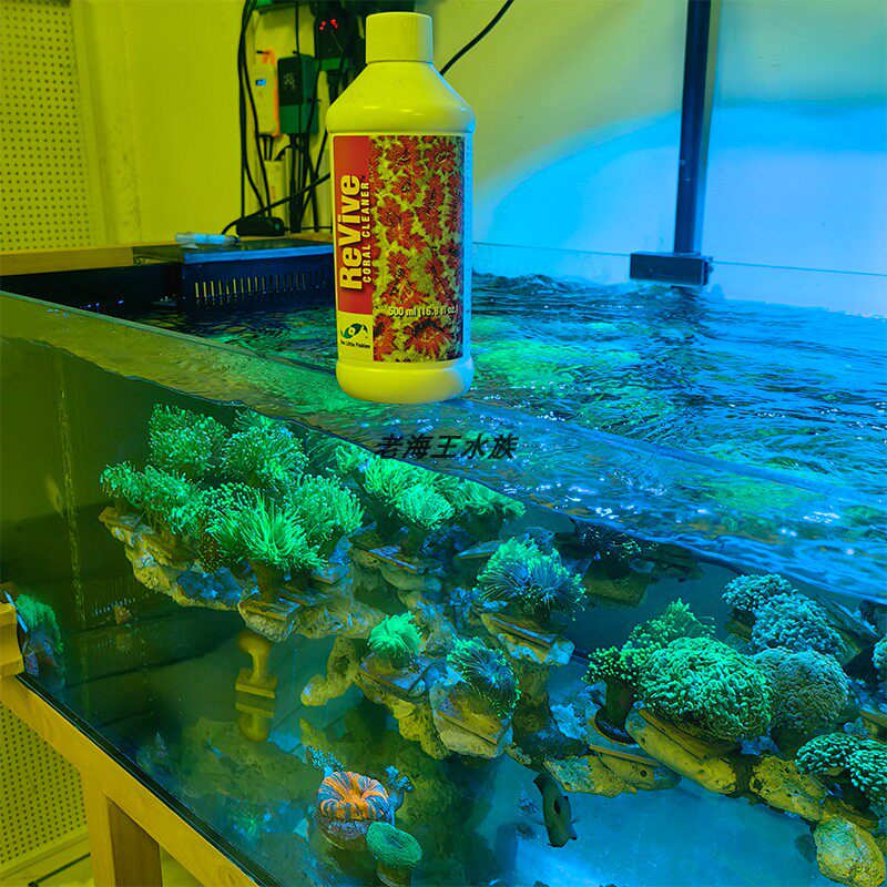 两只小鱼海缸珊瑚检疫杀虫水有效针对扁虫海兔红虫等火柴珊瑚虫害