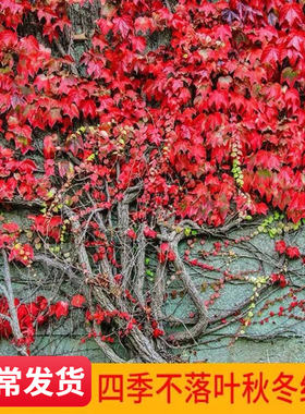爬山虎苗攀爬藤植物庭院户外室内三叶红色爬山虎苗四季不落叶花卉