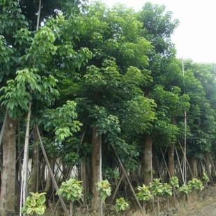 工程绿化苗木 重阳木树苗 秋风苗 庭院小区别墅公园行道树观赏树