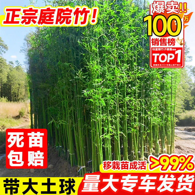 竹子苗庭院四季耐寒植物观赏大型竹子盆栽紫竹苗黄金竹罗汉竹绿植