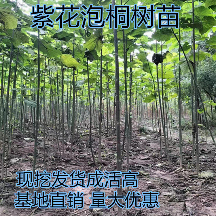 泡桐树苗兰考紫花泡桐中国梧桐小苗速生泡桐庭院别墅绿化风景树苗图片
