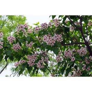 楸树花楸树苗 土楸苗 老楸树苗 观花植物 楸树叶 楸树花 楸树皮