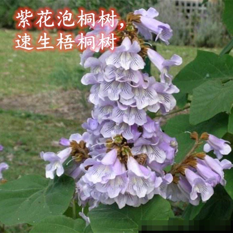 新品开花泡桐小苗兰考紫花泡桐大果泡桐中国梧桐树苗速生泡桐树根