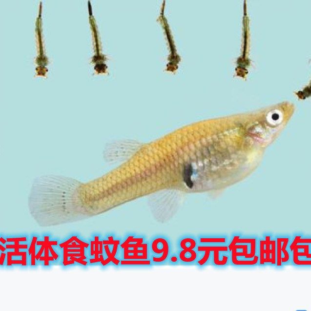 蚊子活体 Wenzihuoti 怎么样 如何购买蚊子活体 蚊子活体哪里买比较好便宜优惠 蚊子活体多少钱 淘宝 天猫精选商品 柚米汇