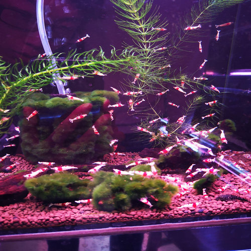 观赏虾套餐黑壳蓝宝石除藻虾冷水虾清洁虾活体虾宠物虾极火虾金背 - 封面