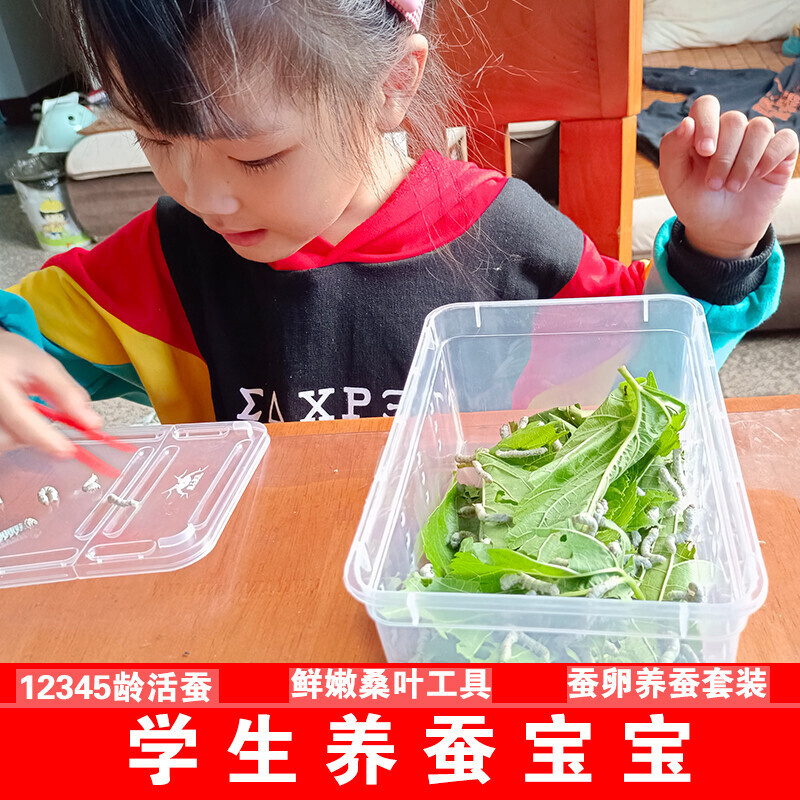 蚕宝宝学生养蚕套装活蚕一龄二龄三龄送工具新鲜桑叶大蚕卵籽彩蚕