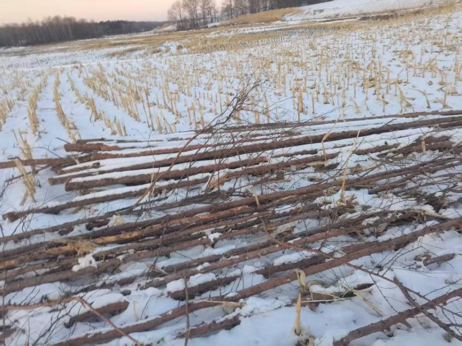 老街基林场薪材（红、落、水、樟）木材（四标段）