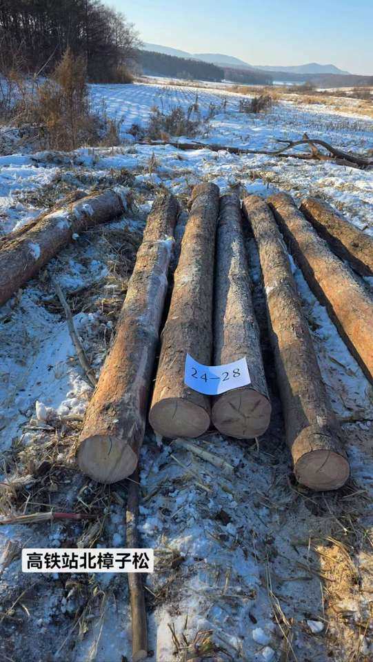 12月20日哈尔滨一面坡林场樟子松木材（九标段）网络拍卖公告