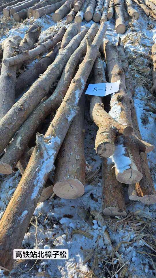 12月20日哈尔滨一面坡林场樟子松木材（六标段）网络拍卖公告