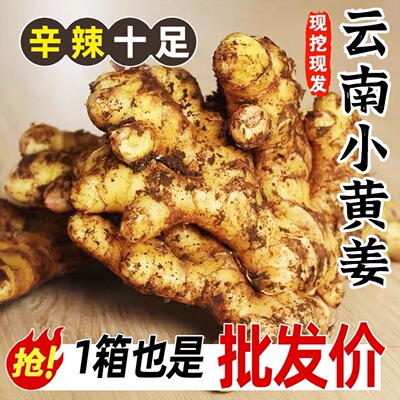 云南小黄姜老姜高山种植现挖新鲜生姜沙姜整箱现挖批发农家土姜