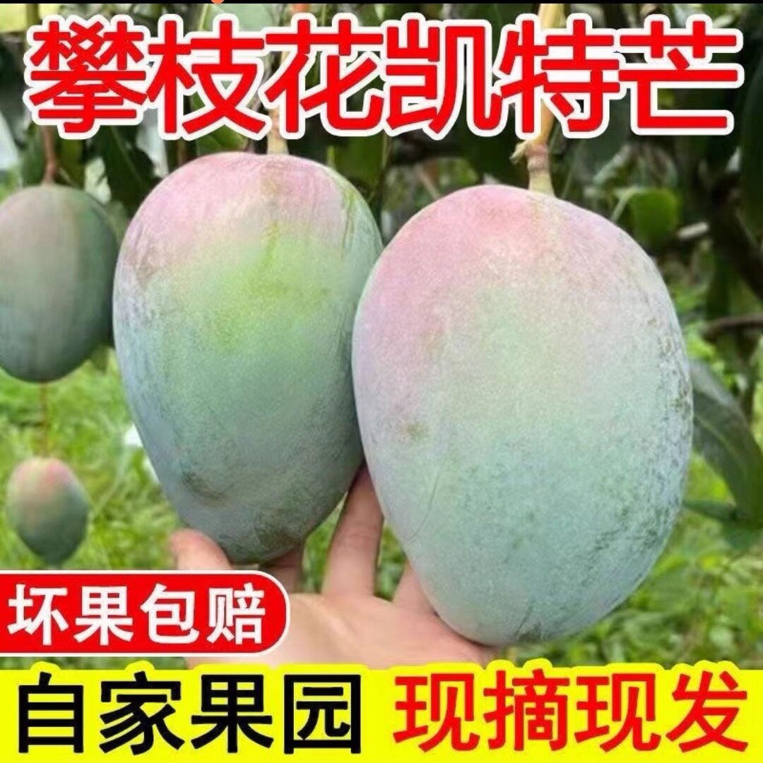 四川攀枝花凯特芒整箱9斤大果青皮芒果当季新鲜现摘孕妇水果包邮