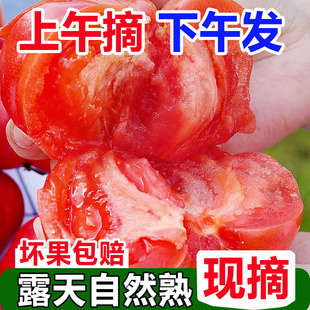 攀枝花露天普罗旺斯老品种西红柿新鲜自然熟水果番茄生吃起沙瓤