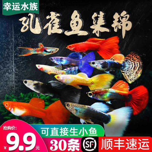 孔雀热带观赏鱼苗淡水冷水小型小鱼好养耐活耐养凤尾玛丽斑马活体