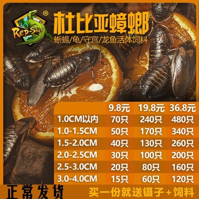 杜比亚蟑螂宠物活虫活体饲料活饵鱼守宫鬃狮繁殖组营养超蟋蟀樱桃
