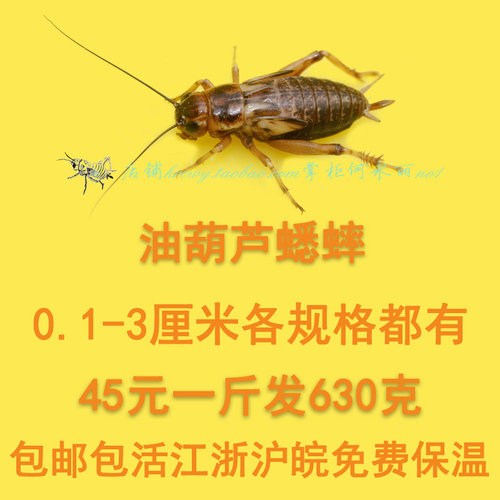 蟋蟀活体 油葫芦蟋蟀活体 鸟食鱼食爬宠活食蟋蟀活物蟋蟀饲料包邮