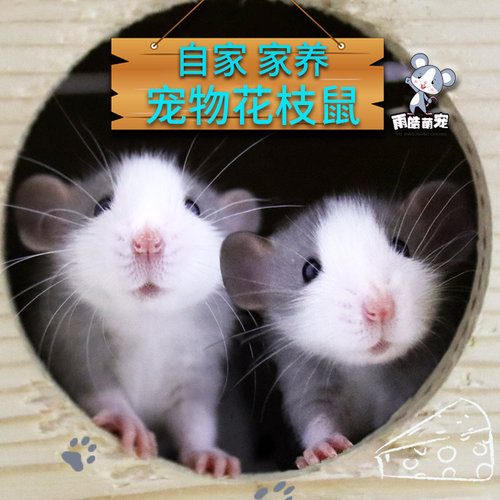 花枝鼠活物活体儿童学生校园寝室宿舍小型宠物异宠好养家养亲人