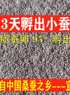 蚕种白蚕宝宝蚕卵学生养蚕套装特嫩桑叶活体蚕籽123龄防脓病春蚕