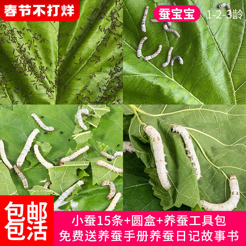 蚕宝宝活体学生养蚕套装新鲜桑叶七彩春蚕卵白色金丝蚁蚕宠物工具