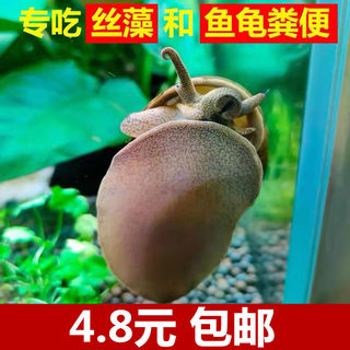 鱼缸吃粪石螺螃蟹龙虾饲料小田螺鲜活淡水河蚌除藻鱼缸清洁观赏螺