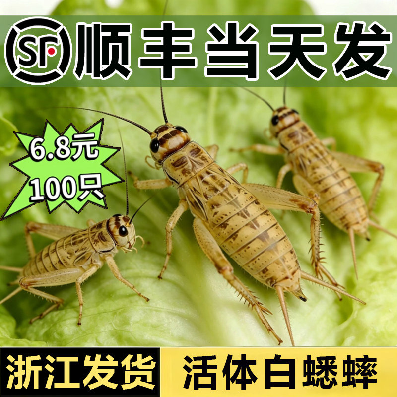 【顺丰当天发】白蟋蟀活物活虫守宫食物蜥蜴饲料奶茶杯针头小蛐蛐图片