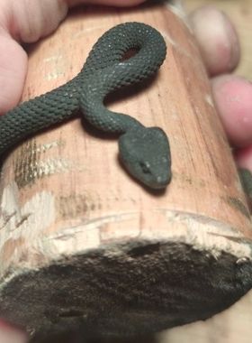 黄铜个性蛇形手镯男纯铜饰品女灵蛇手镯黑蛇灵蛇守护神开口可调节