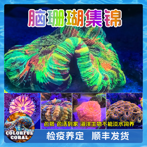 富士珊瑚活体精品油彩巴黎红绿水晶八字澳糖果纽扣脑海缸软体生物