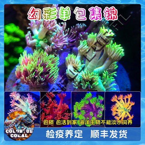 彩色红绿单苞宝石花圆帽茉莉马卡龙正彩澳洲幻彩长须大花海水活物