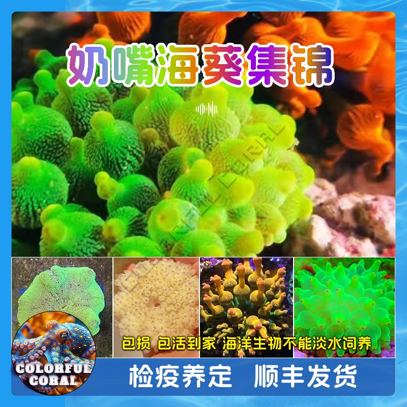 海缸宠物红绿奶嘴小丑鱼尼莫共生红肚紫点沙葵荧光绿地毯珊瑚生物
