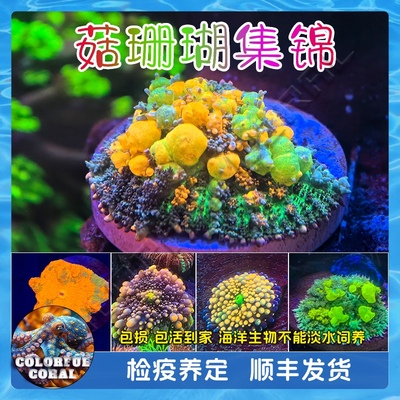 OG弹跳爆炸绿毛菇红绿荧光yuma金属菇JB海水软体生物活珊瑚ric菇